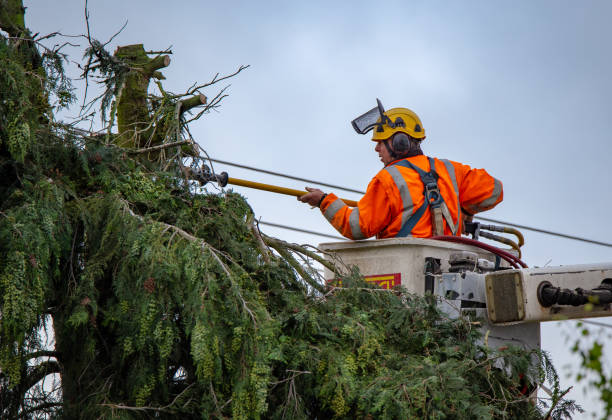 How Our Tree Care Process Works  in  Poplar Cotton Center, CA