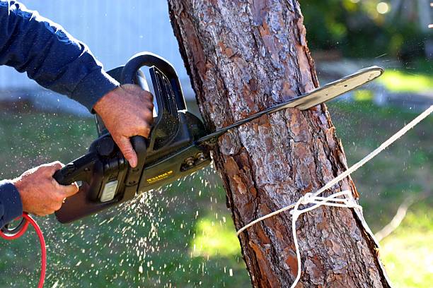 Best Lawn Grading and Leveling  in Poplar Cotton Center, CA